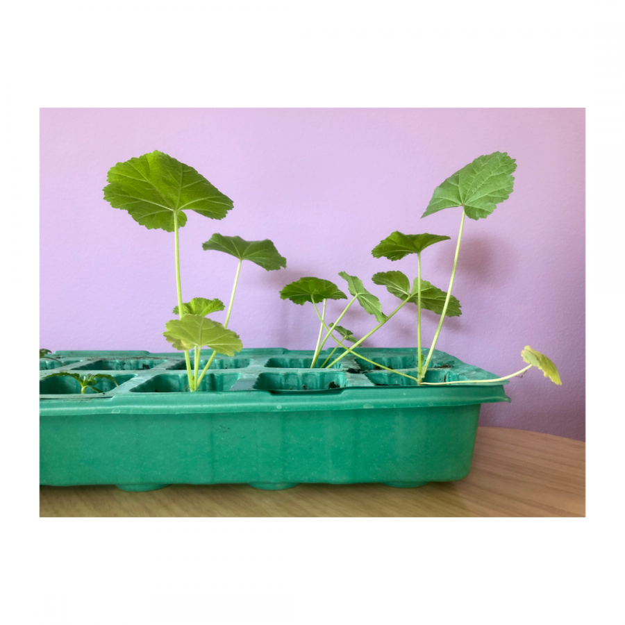 growing kale in toronto